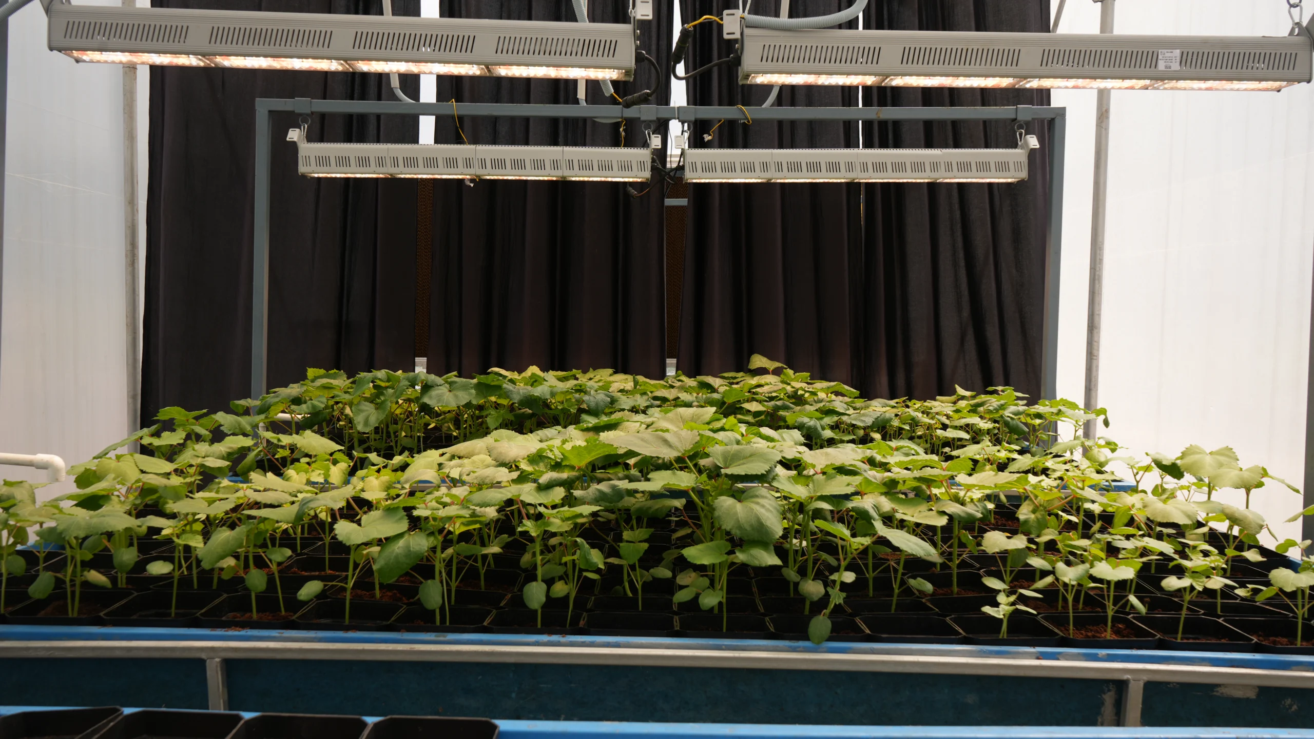 2FT 9W Grow Light for Ornamental Plants (Rack)