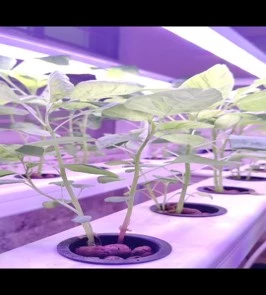 Belesri - Hydroponics