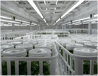Plant photobiology research