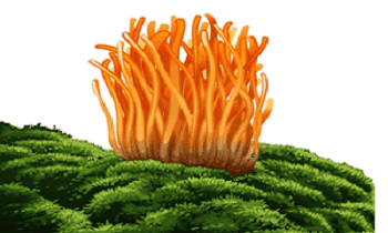 Cordyceps Militaris
