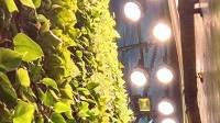 Nexsel Green Wall