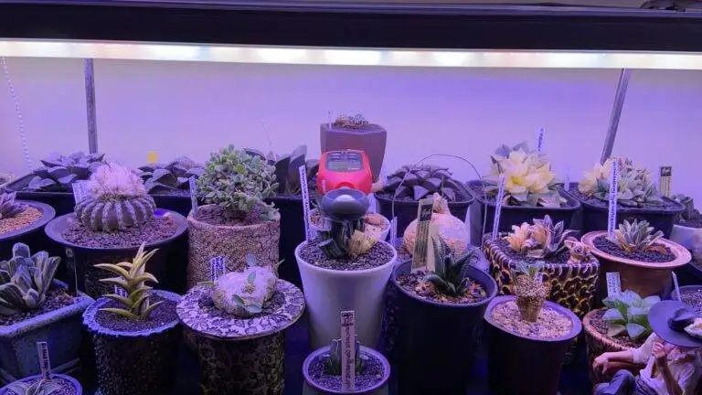 Individual Growers