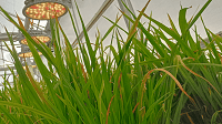Seed Companies