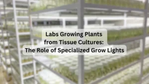 LED Grow Lights for Saffron