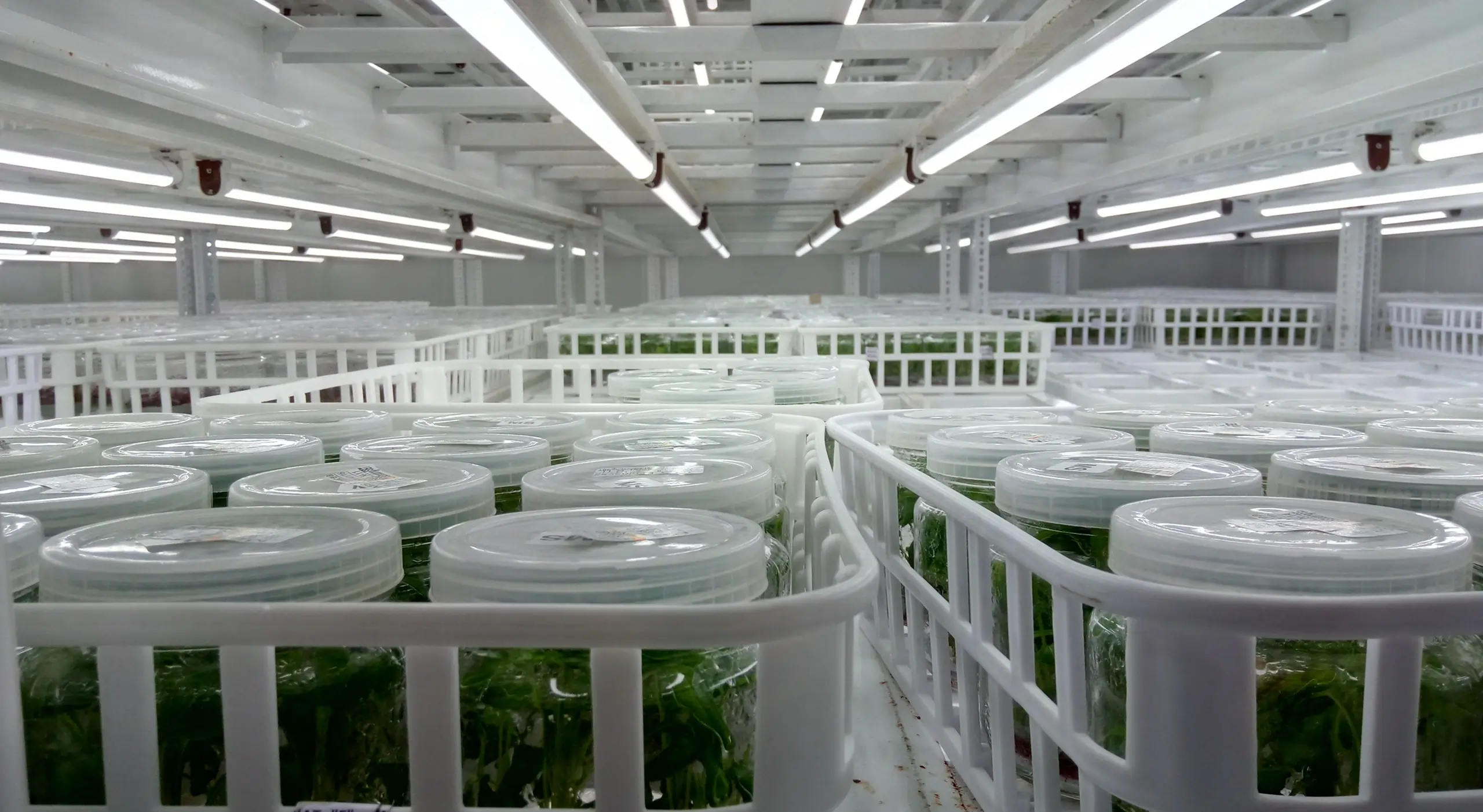 Tissue Culture Grow Lights