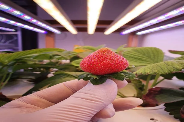 Tissue Culture Grow Lights