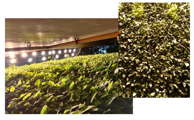 UPL House Mumbai Green Wall