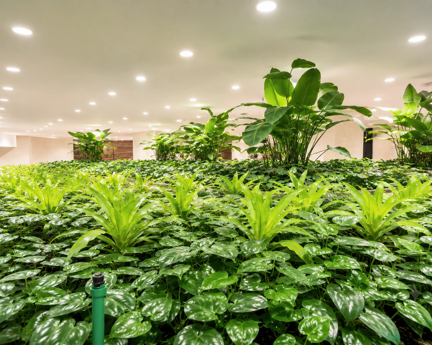 Elite Aura Grow Light