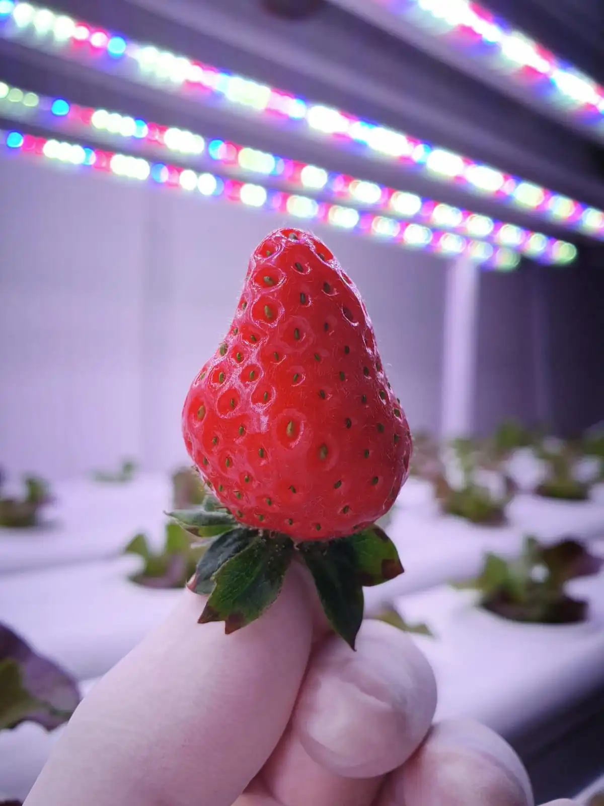 17W 4 Ft Hydroponic LED Grow Light Bar