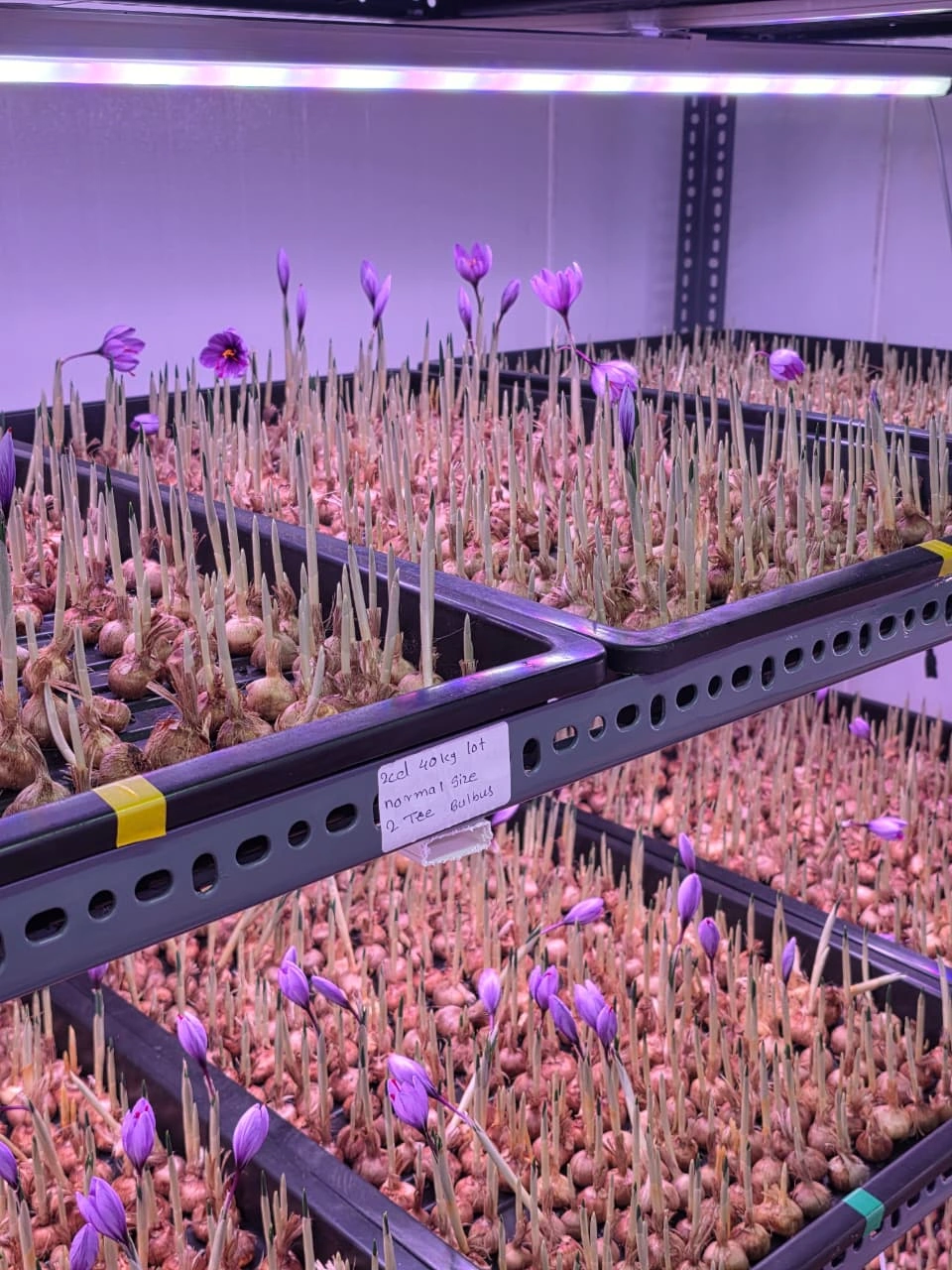 4FT 18W Grow Light for Saffron