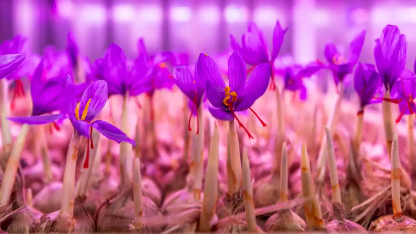 4FT 18W Grow Light for Saffron
