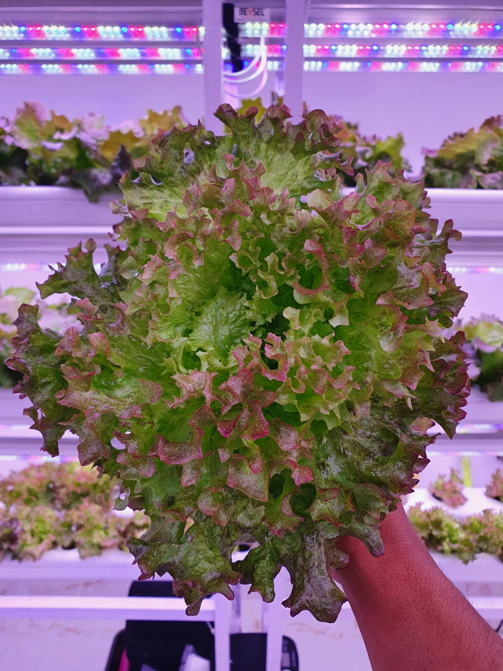 4FT 18W Grow Light for Leafy Vegetables