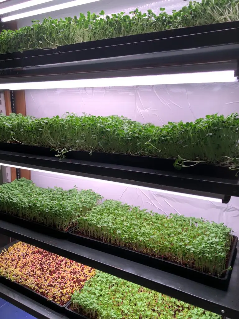 2FT 9W Grow Light for Microgreens