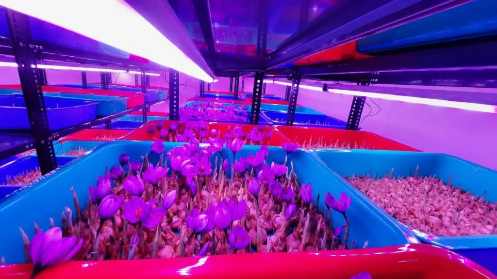 LED Grow Lights for Saffron Cultivation