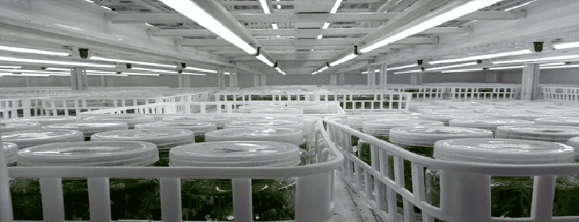 Tissue Culture Grow Lights Installation Guide UAE