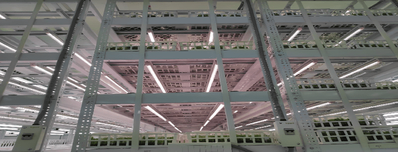 Tissue Culture Field Work