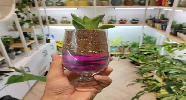 Vida Verde