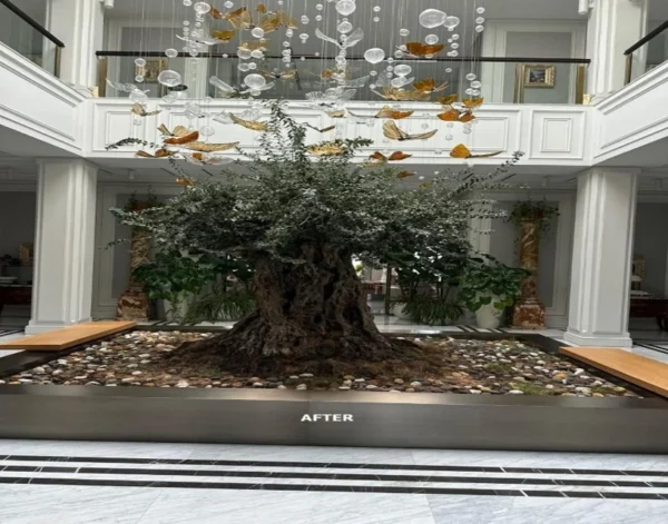 Olive Tree
