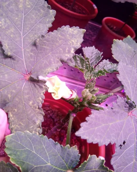 Okra Speed Breeding