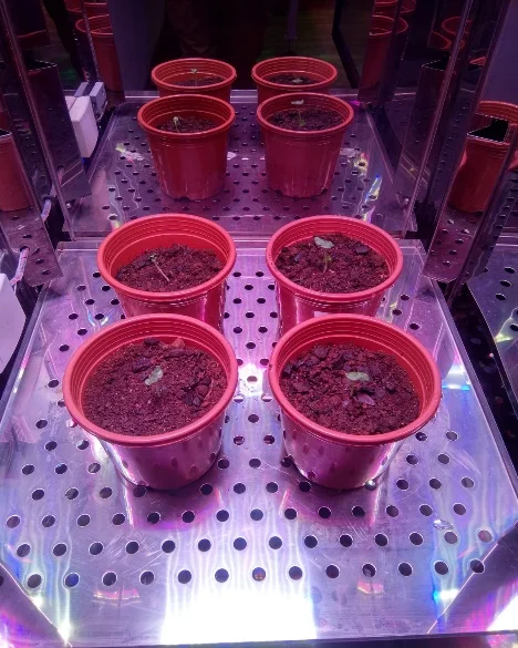 Okra Speed Breeding