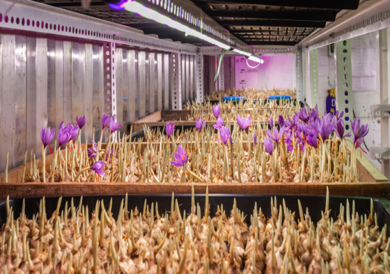 365D Farms Project 2