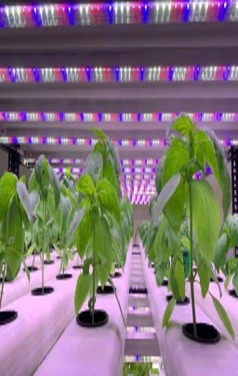 Aswaas Indoor Farm
