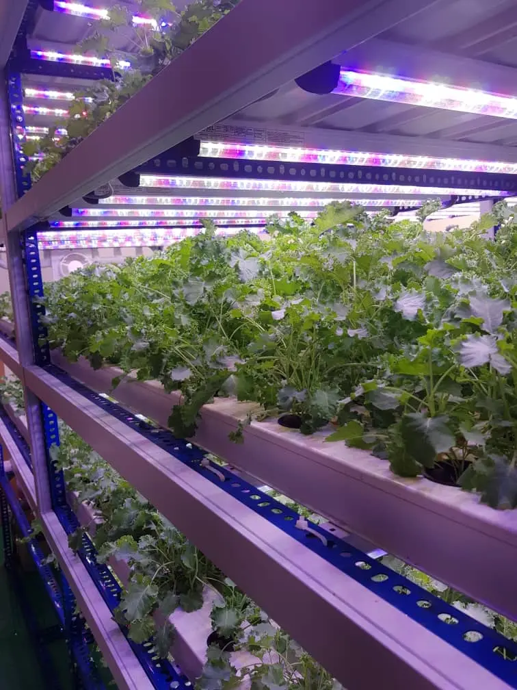 Babylon Farm