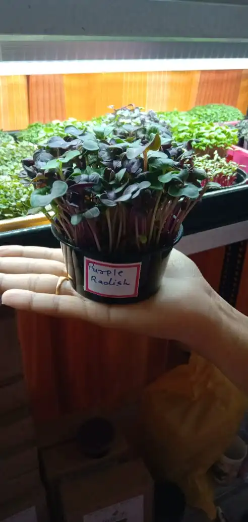Freshcoty