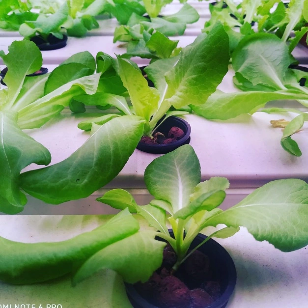Global Hydroponics