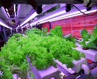 Meraki Hydro Agro