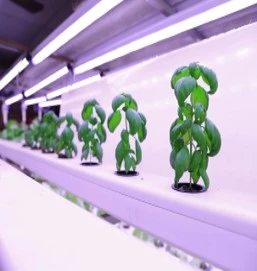 Meraki Hydro Agro