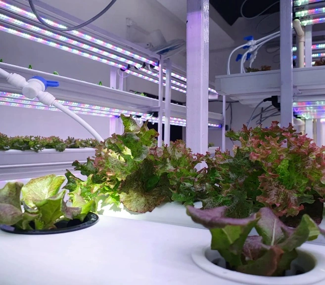 Mirroryasai Farm