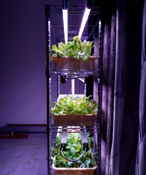 Mirroryasai Farm