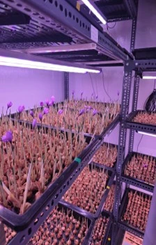 PM Fresh Field