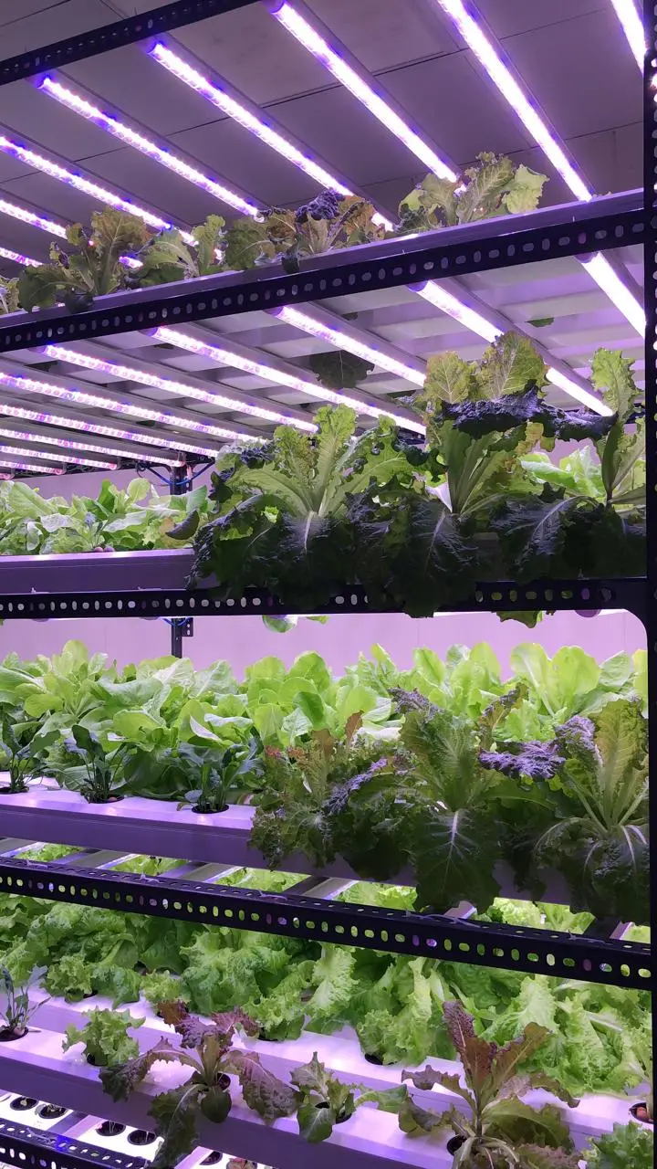 Super Greens Inc.