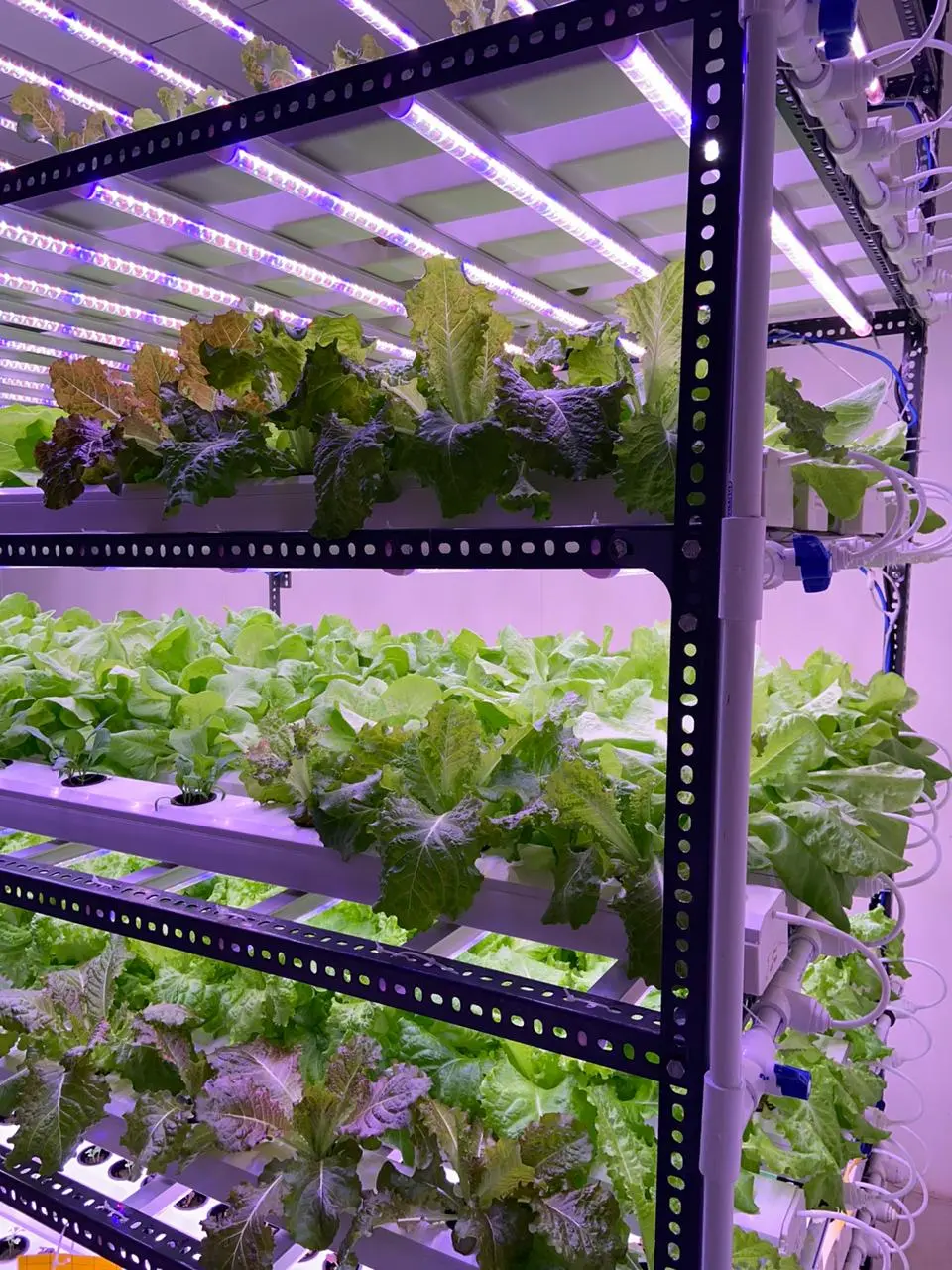 Super Greens Inc.
