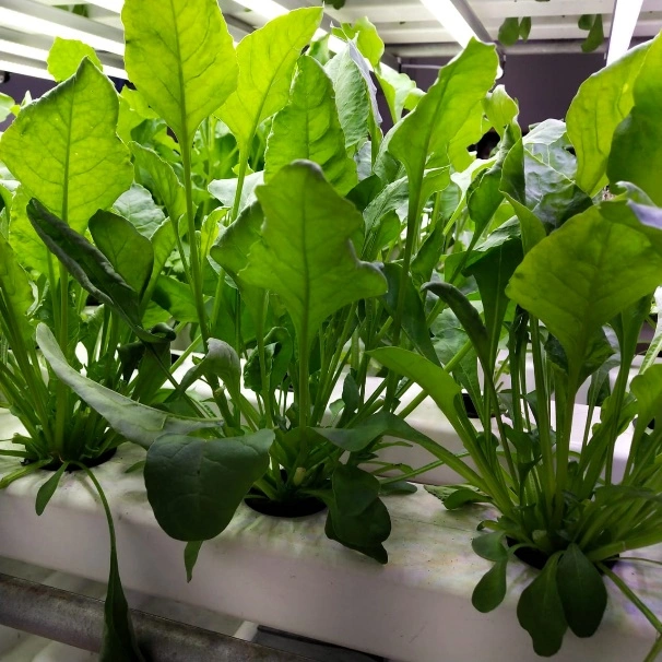 Urban Smart Farm