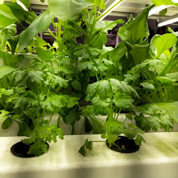Urban Smart Farm