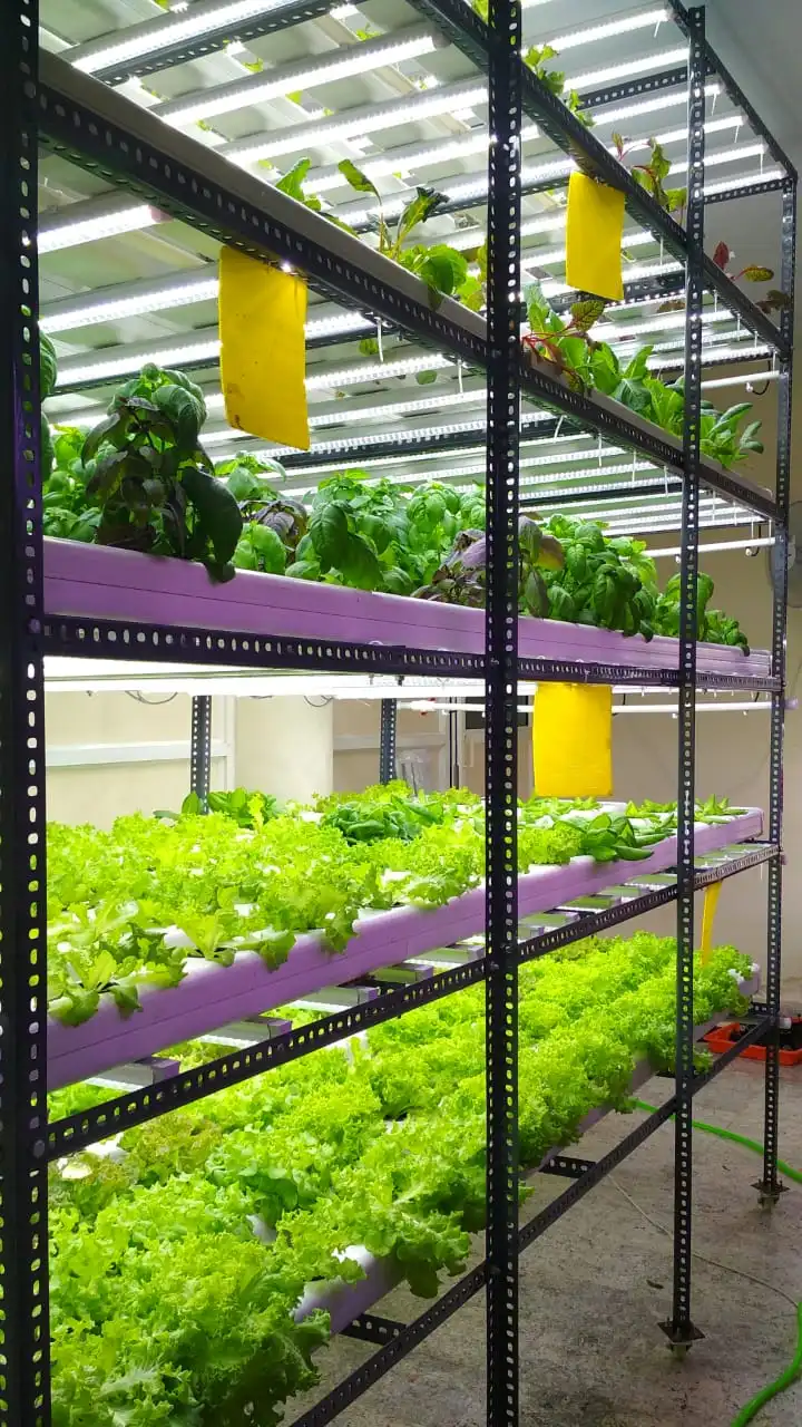 White Room Farm
