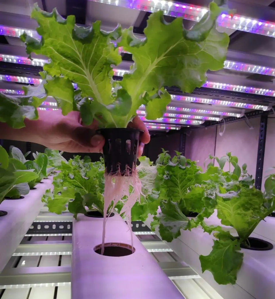 White Room Farm