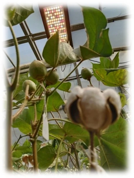 Speed Breeding