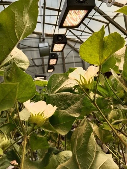 Speed Breeding