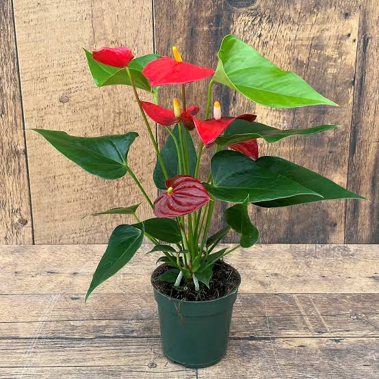 india Indoor plants 5