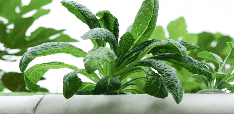 india Green light