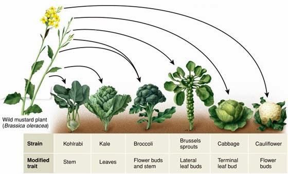 india vegetables 2