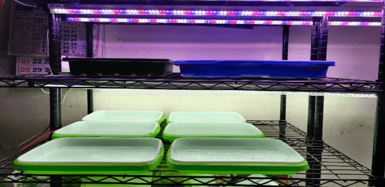 india How To Compare Grow Lights 2