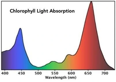 india LED Grow Lights 4