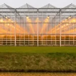 india Greenhouse