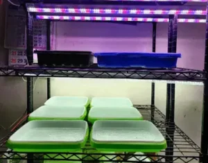 india How To Compare Grow Lights