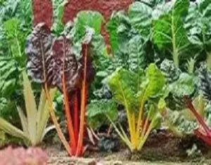 india vegetables